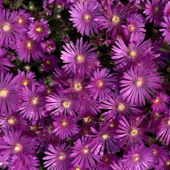 Delosperma 'Electric Slide' PPAF