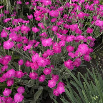 Lychnis coronaria '' (303060)