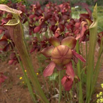 Sarracenia x moorei 'Conversation Piece' (303061)