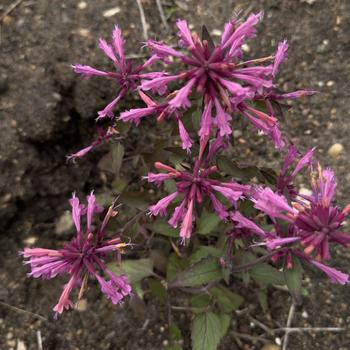 Agastache 'Rosie Posie' (303062)