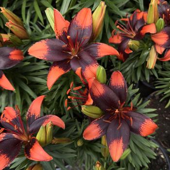 Lilium asiaticum Lily Looks 'Tiny Ink' (303063)