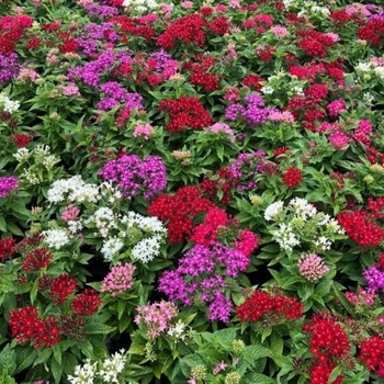 Pentas 
