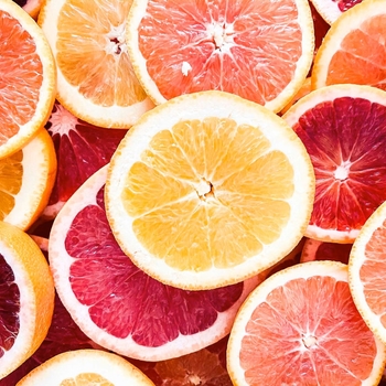Citrus x paradisi