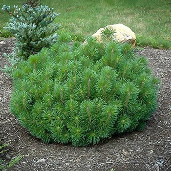 Pinus mugo