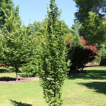 Carpinus betulus 'Lucas' 