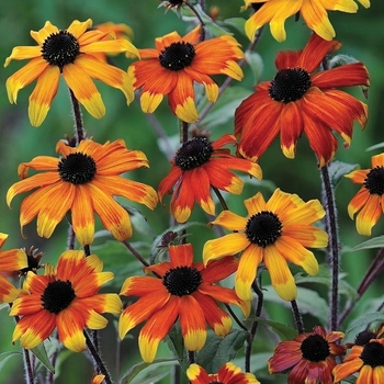 Rudbeckia triloba 'Prairie Glow' 