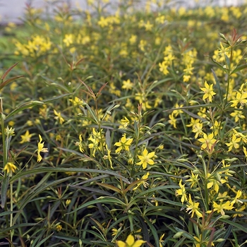 Lysimachia lanceolata var. purpurea