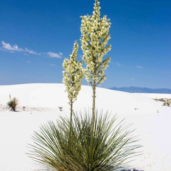Yucca elata