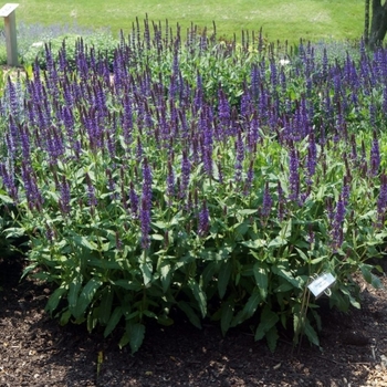 Salvia nemorosa 'Wesuwe' 