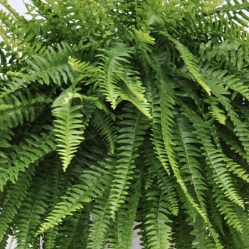 Nephrolepis exaltata 'Nevada®' PP22,182