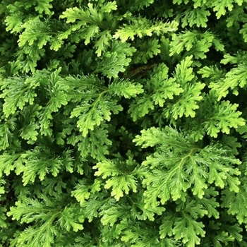 Selaginella braunii