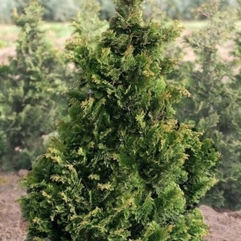 Chamaecyparis obtusa