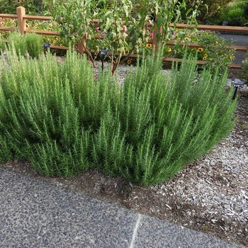 Rosmarinus officinalis 'Hill Hardy' 
