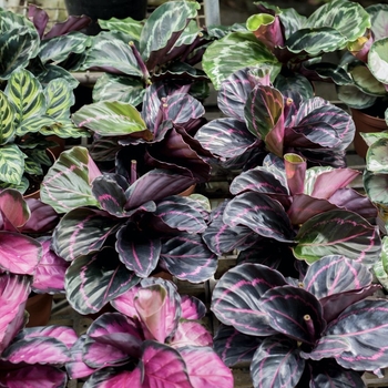 Calathea 
