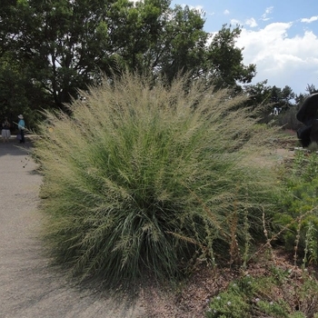 Sporobolus wrightii