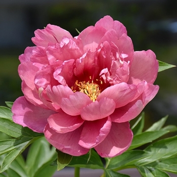 Paeonia 'Pink Double Dandy' 