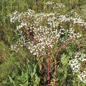Euphorbia corollata
