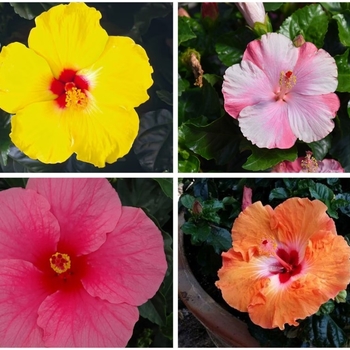 Hibiscus rosa-sinensis 'Antigua Wind' USPP19883P2
