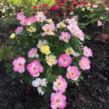 Rosa 'Peach Lemonade' Radpastel PP266758