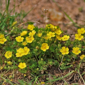 Potentilla crantzii