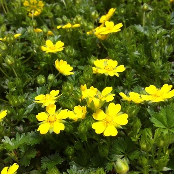 Potentilla neumanniana (verna)