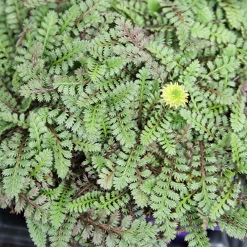 Leptinella squalida