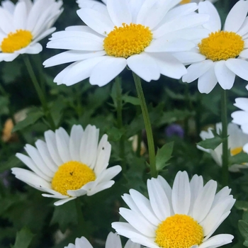 Leucanthemum x superbum 'Switzerland'