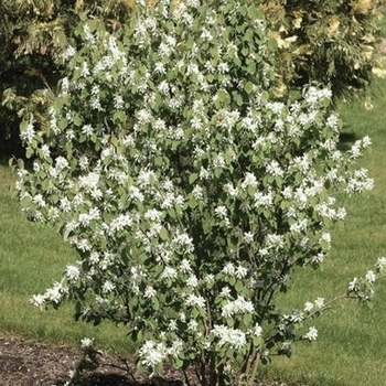 Amelanchier alnifolia