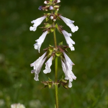 Salvia lyrata