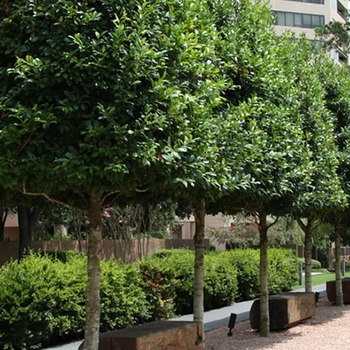 Ilex x attenuata 'Eagleston' 