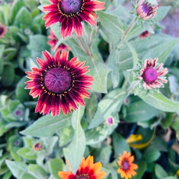 Rudbeckia hirta 'Cherry Brandy' 
