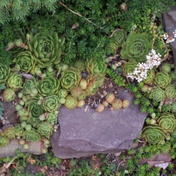 Sempervivum 'Multiple Varieties' 