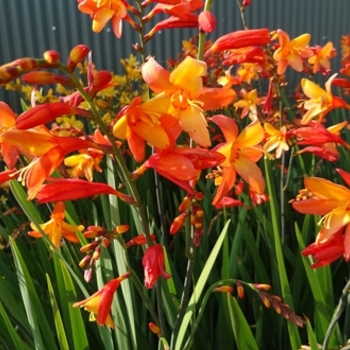 Crocosmia 'Pek Or' 