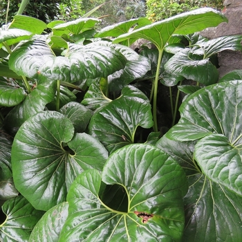 Ligularia reniformis