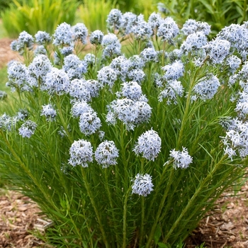 Amsonia hubrichtii 'String Theory' 