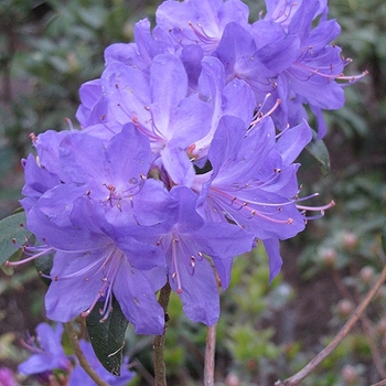 Rhododendron Mezitt hybrid 'Blue Baron' 