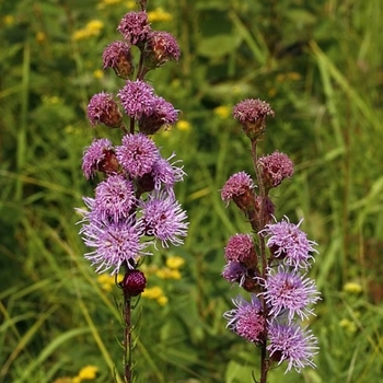 Liatris ligulistylis