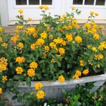 Lantana camara 'Chapel Hill Gold' PP21539