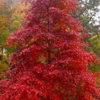 Nyssa sylvatica 'Tupelo Tower™' PP25,758
