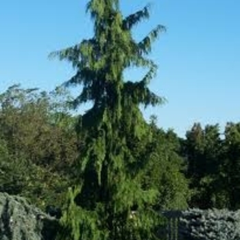 Chamaecyparis nootkatensis 'Strict Weeping' 