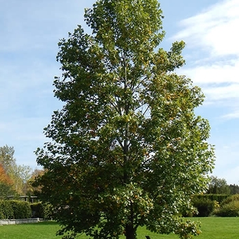 Liriodendron tulipifera 'JFS-Oz' PP 25,130