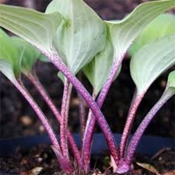Hosta 'Yellow River' 