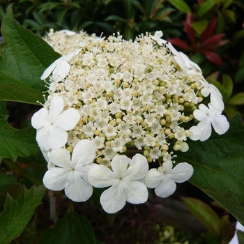 Viburnum opulus 'Compactum' 