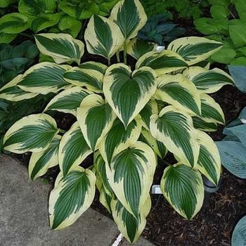 Hosta 'So Sweet' 