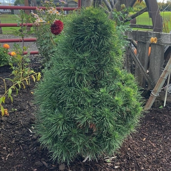 Pinus sylvestris 'Green Penguin.' 