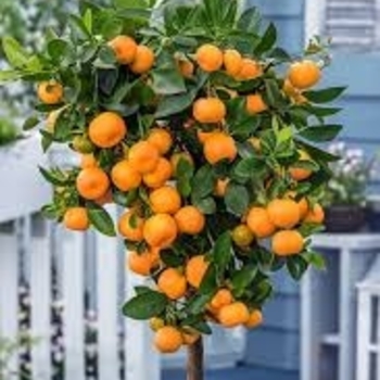 Citrus x microcarpa
