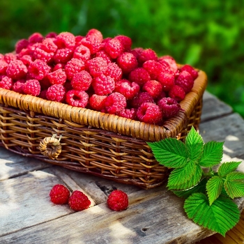 Rubus 'Multiple Varieties' 