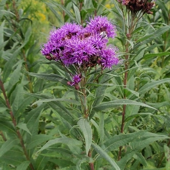 Vernonia fasciculata