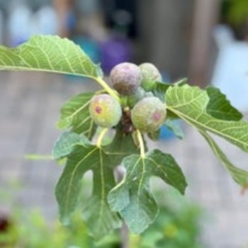 Ficus carica 'Black Jack' 