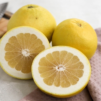 Citrus 'Oroblanco' 